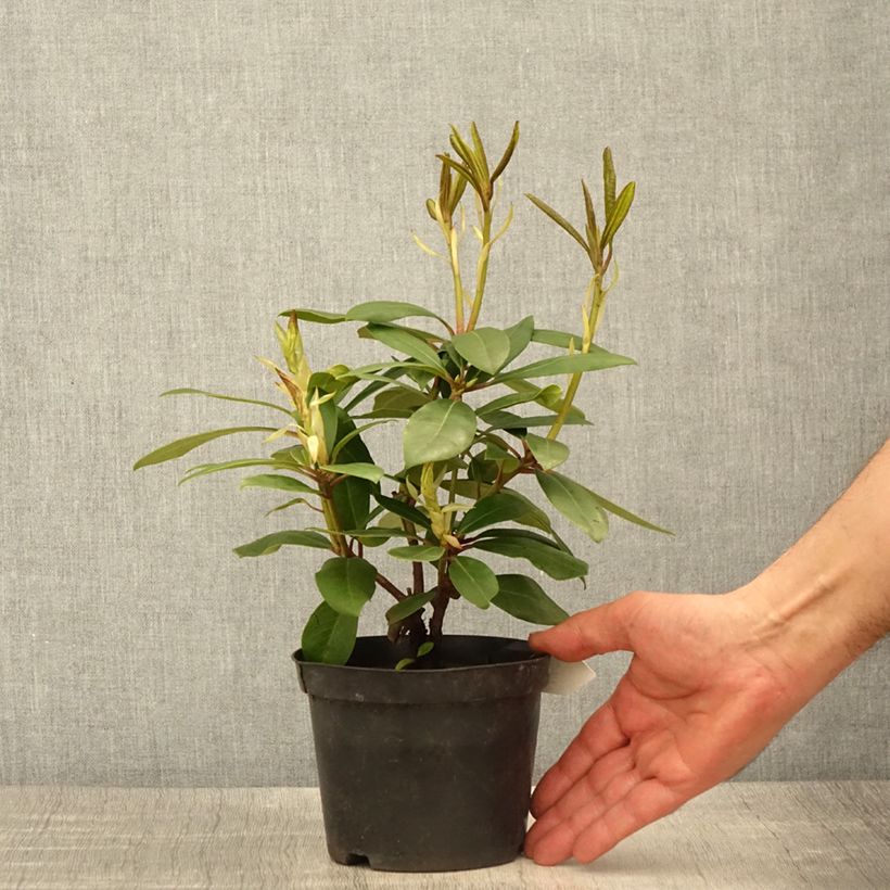 Example of Rhododendron Marcel Ménard  Pot de 12 cm / 13 cm as you get in printemps