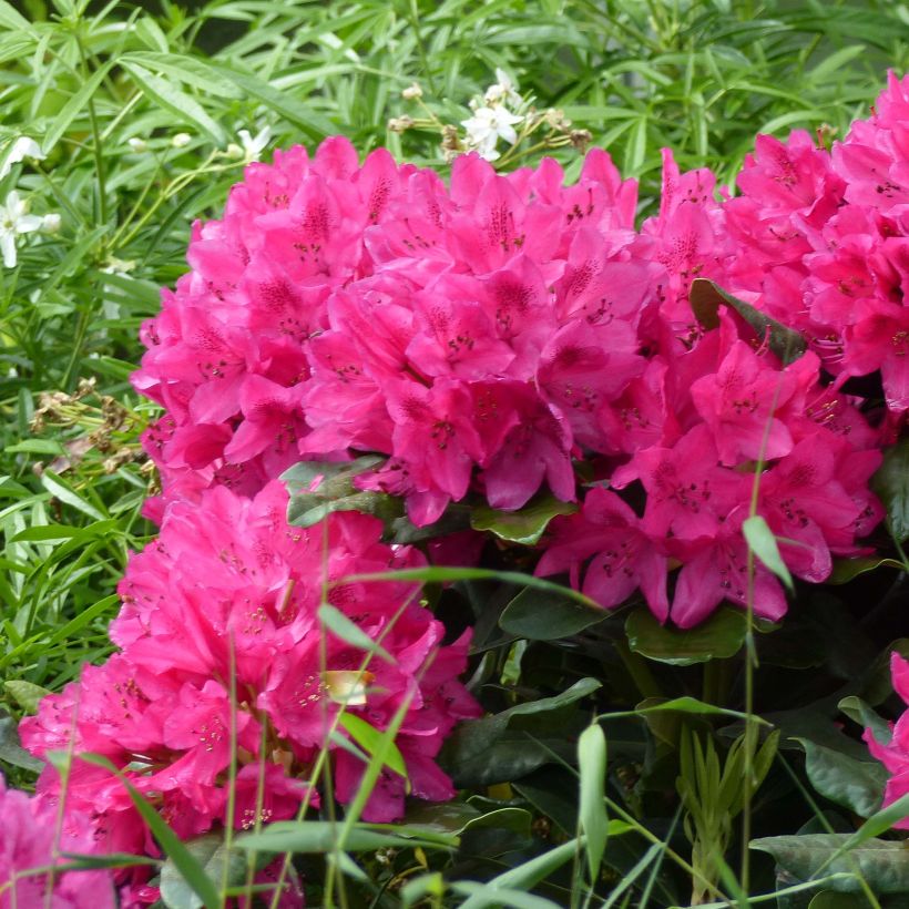 Rhododendron Marie Forte (Madame Fortier) - Grand Rhododendron (Floraison)