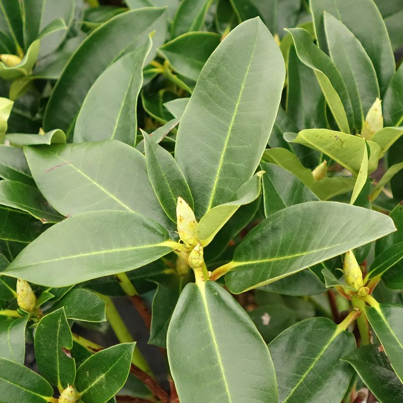 Rhododendron Markeeta's Prize - Grand rhododendron (Feuillage)