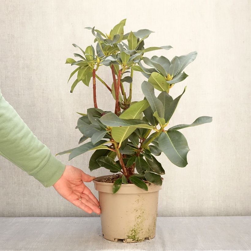 Spécimen de Rhododendron Markeeta's Prize - Grand rhododendron Pot de 4L/5L tel que livré en hiver