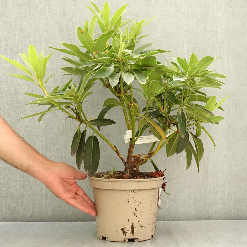 Spécimen de Rhododendron Midnight - Grand rhododendron Pot de 4L/5L tel que livré en été