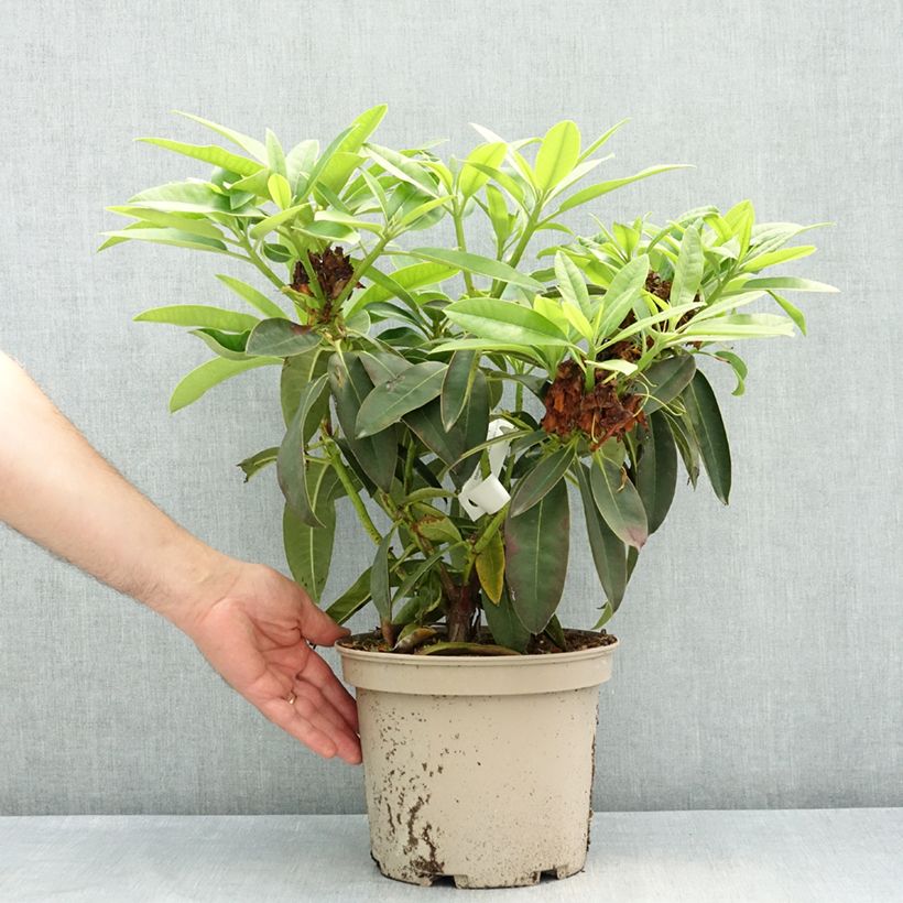 Spécimen de Rhododendron Midnight - Grand rhododendron Pot de 4L/5L tel que livré au printemps