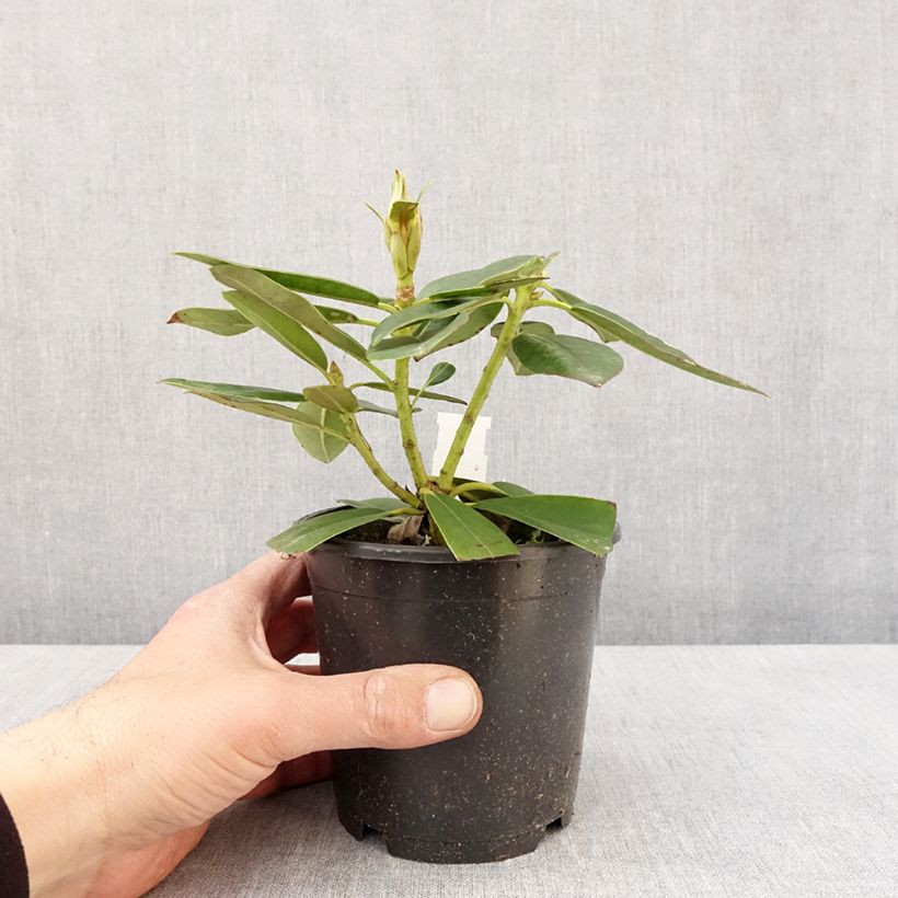 Example of Rhododendron Percy Wiseman - Rhododendron nain  Pot de 12 cm / 13 cm as you get in printemps