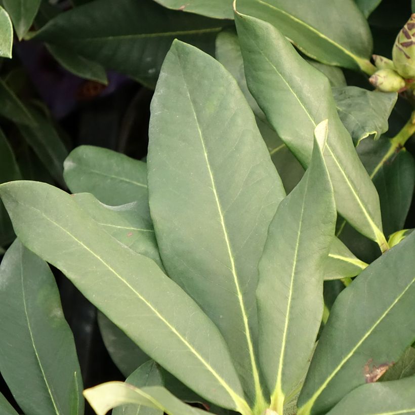 Rhododendron Polar Bear (Feuillage)
