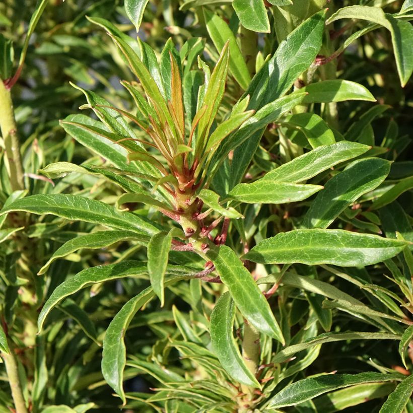 Rhododendron ponticum Grazeasy Dark Pink (Foliage)