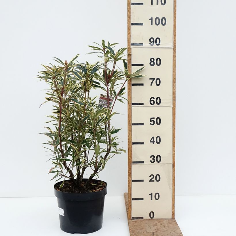 Spécimen de Rhododendron ponticum Variegatum - Grand Rhododendron Pot de 7,5L/10L tel que livré en hiver