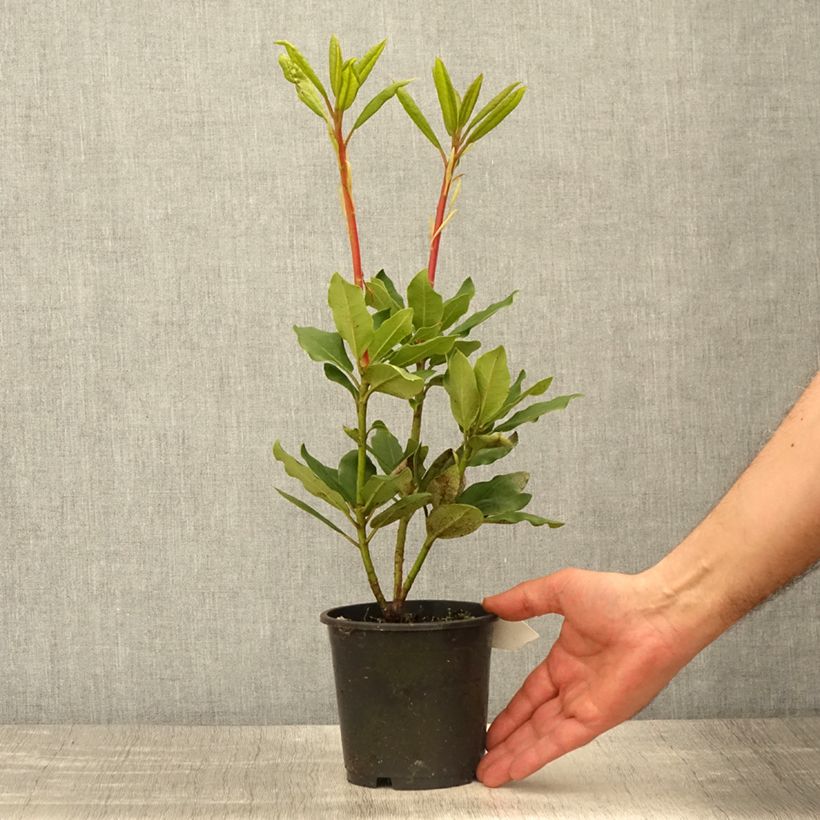 Spécimen de Rhododendron Roseum Elegans - Grand rhododendron Pot de 12 cm / 13 cm tel que livré au printemps