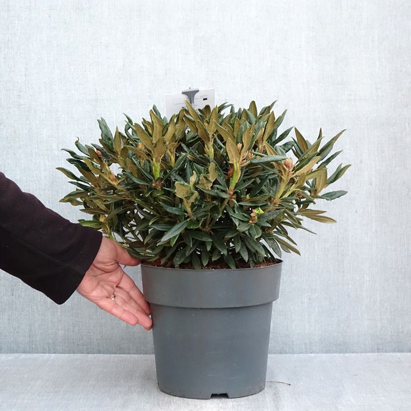 Spécimen de Rhododendron roxieanum Blewbury - Rhododendron nain Pot de 4L/5L tel que livré en automne
