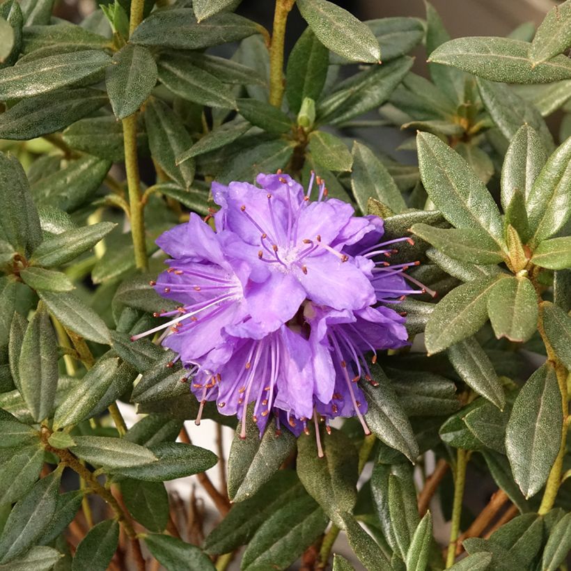 Rhododendron russatum Lauretta - Rhododendron nain (Floraison)