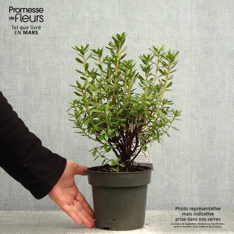 Spécimen de Rhododendron russatum Lauretta - Rhododendron nain Pot de 2L/3L tel que livré au printemps