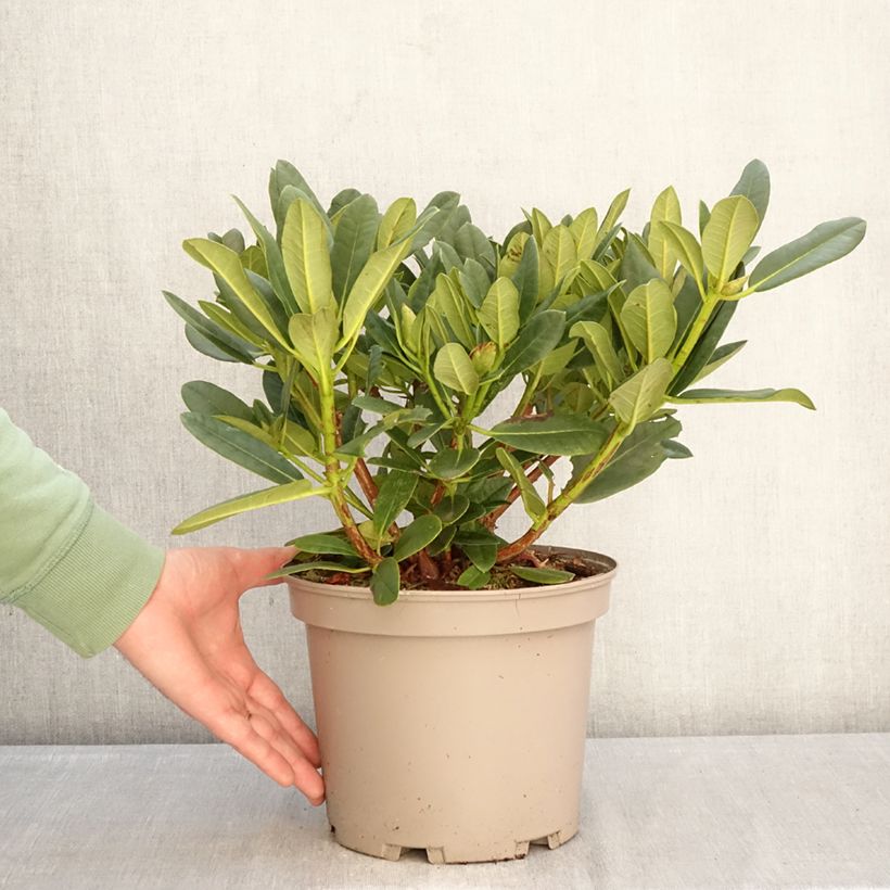 Spécimen de Rhododendron Sainte-Marine Pot de 4L/5L tel que livré en hiver
