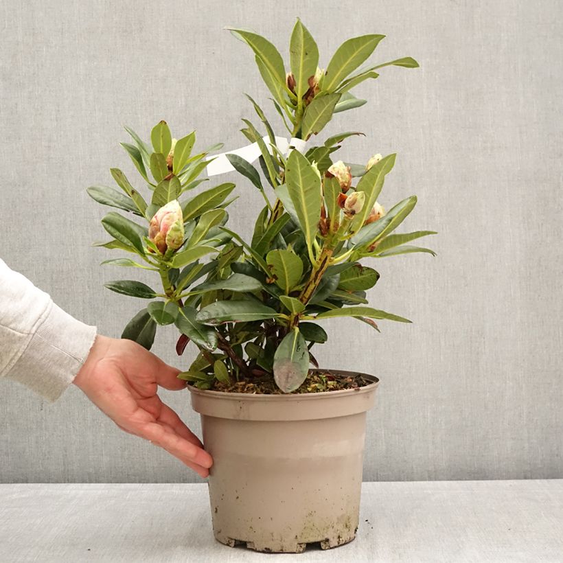 Spécimen de Rhododendron Sainte-Marine Pot de 4L/5L tel que livré au printemps