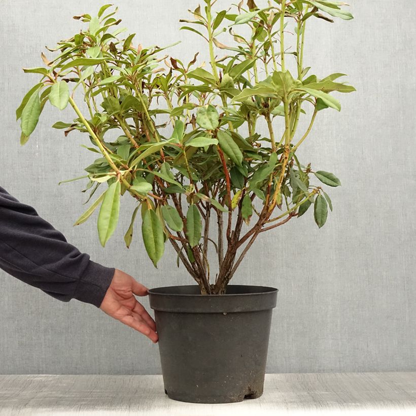 Spécimen de Rhododendron Sappho Pot de 7,5L/10L tel que livré en été