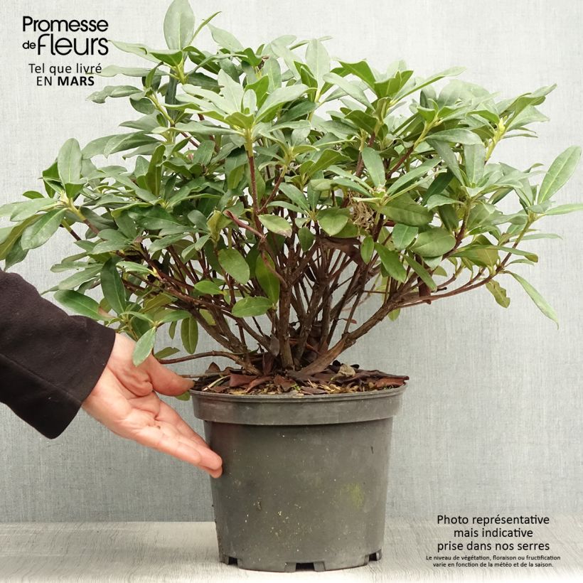 Spécimen de Rhododendron Scyphocalyx Pot de 6L/7L tel que livré au printemps