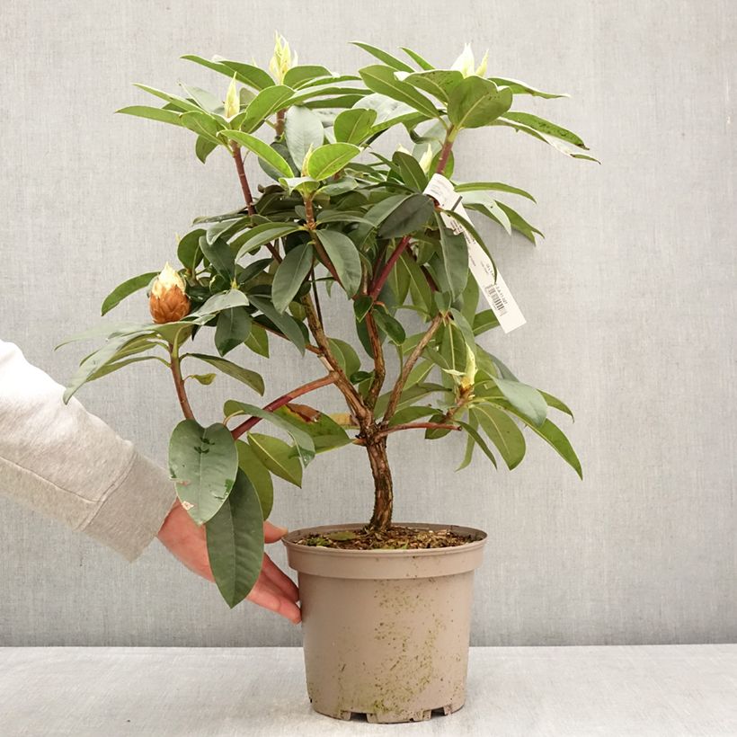 Spécimen de Rhododendron Souvenir de J. Broughton - Grand rhododendron Pot de 4L/5L tel que livré au printemps