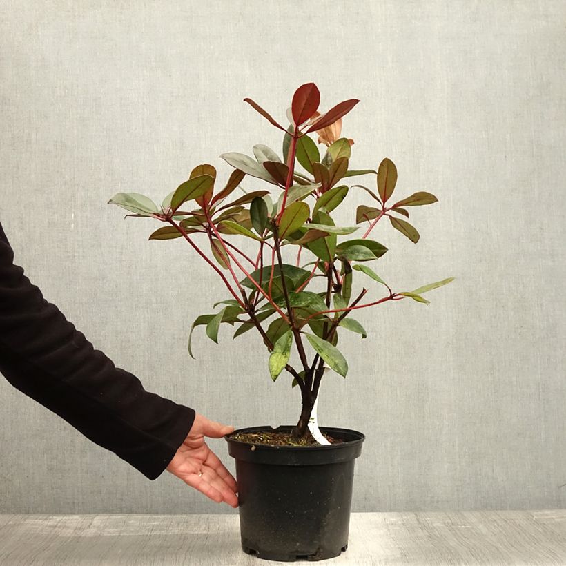 Spécimen de Rhododendron vireya Aertrycke Pot de 3L/4L tel que livré en automne