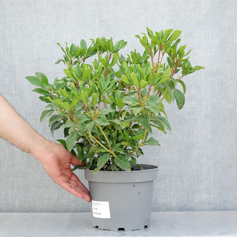 Spécimen de Rhododendron vireya Hendrick's ker Pot de 3L/4L tel que livré au printemps