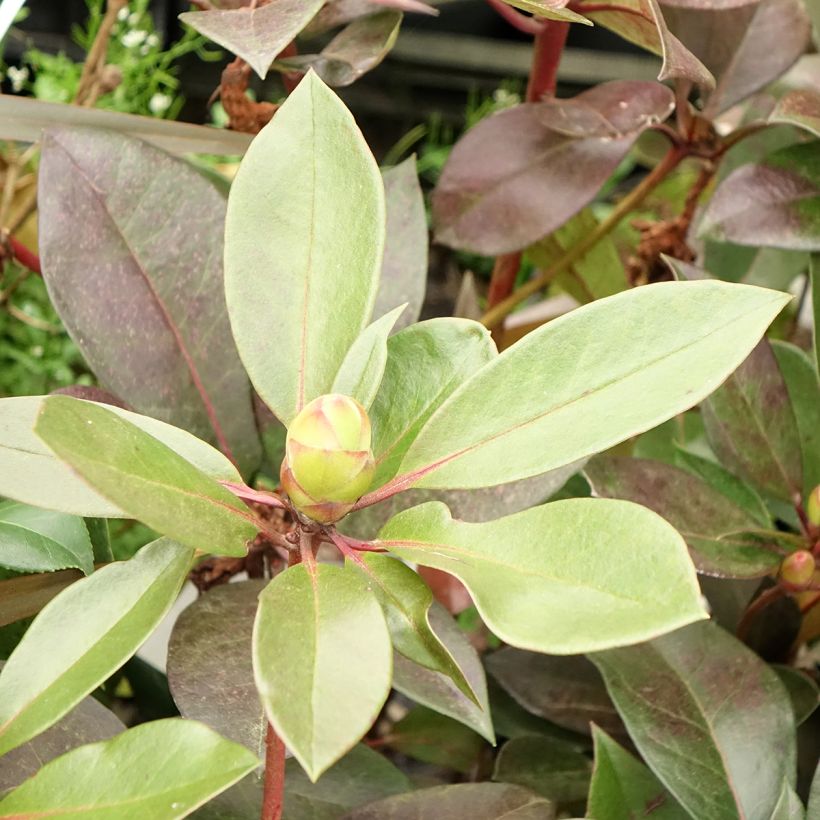 Rhododendron vireya Strawberry Parfait (Feuillage)