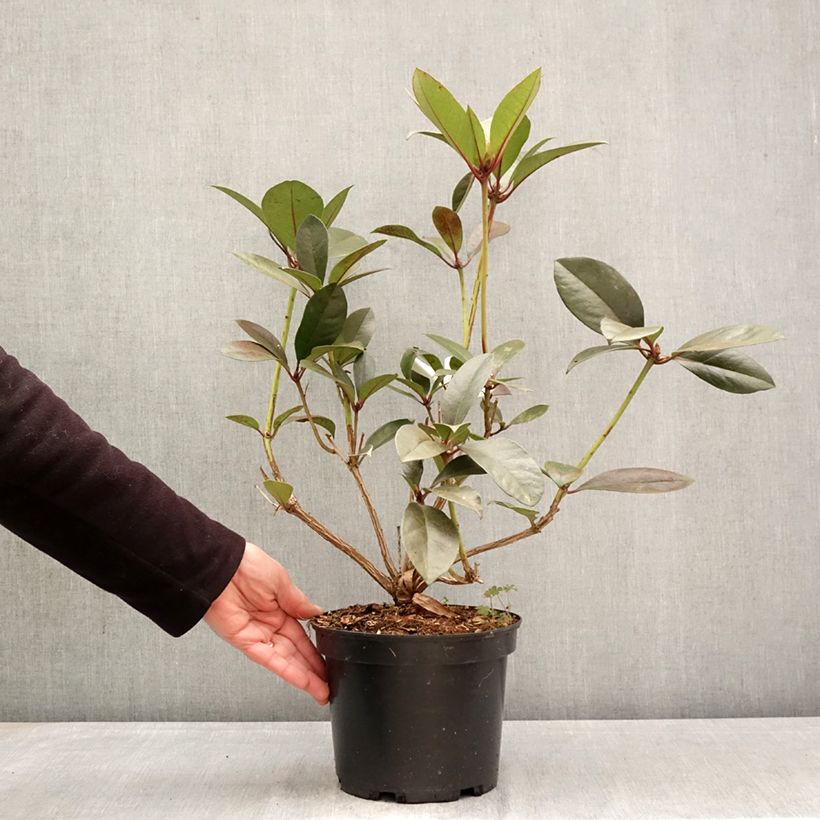 Spécimen de Rhododendron vireya Strawberry Parfait Pot de 3L/4L tel que livré au printemps