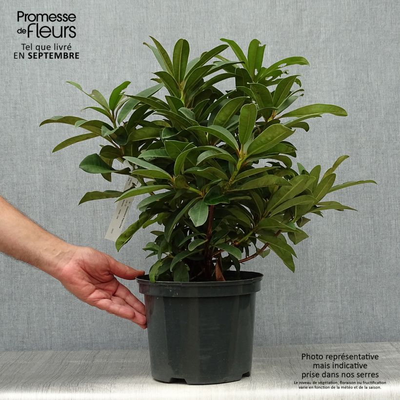 Spécimen de Rhododendron Wilgen's Ruby Pot de 4L/5L tel que livré en automne