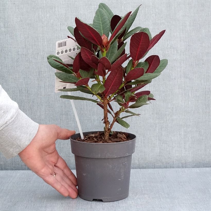 Example of Rhododendron Wine & Roses Pot de 12 cm / 13 cm as you get in printemps