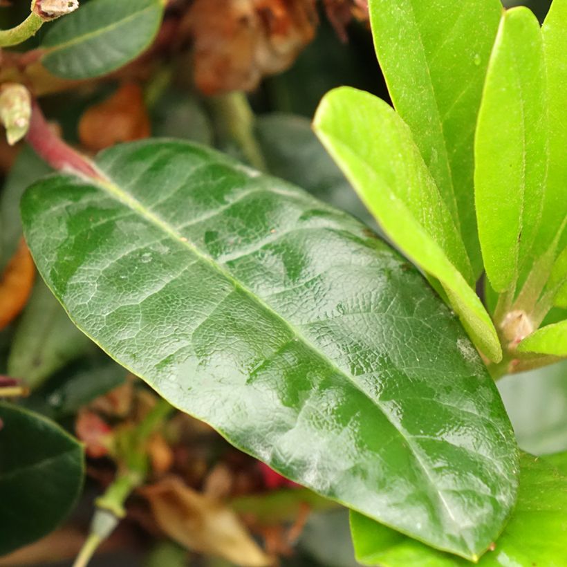 Rhododendron x haematodes Lisetta - Rhododendron nain (Feuillage)