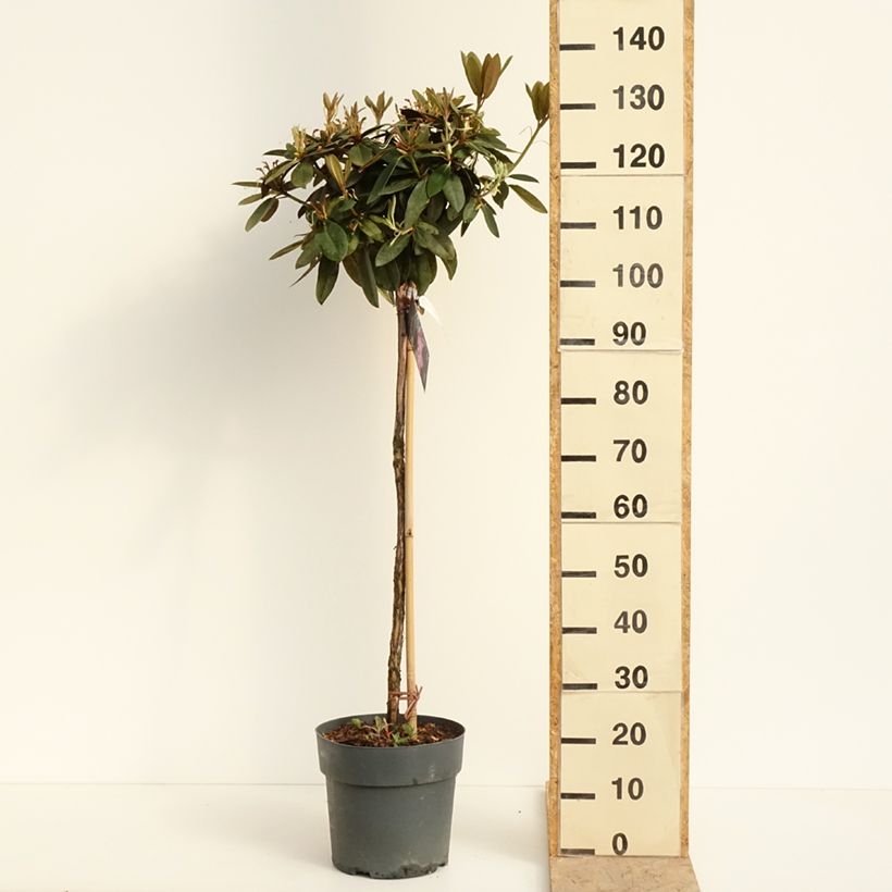 Spécimen de Rhododendron yakushimanum Anuschka - Rhododendron nain Pot de 7,5L/10L, Tige, Tige de 80 cm tel que livré au printemps