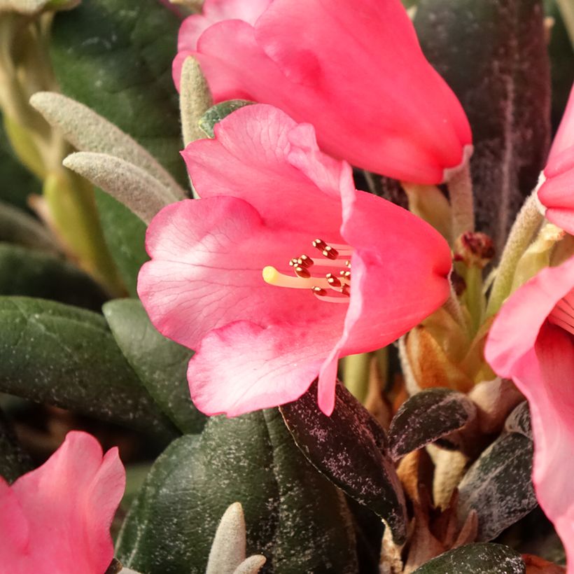 Rhododendron yakushimanum Debbie Dane - Rhododendron nain (Floraison)