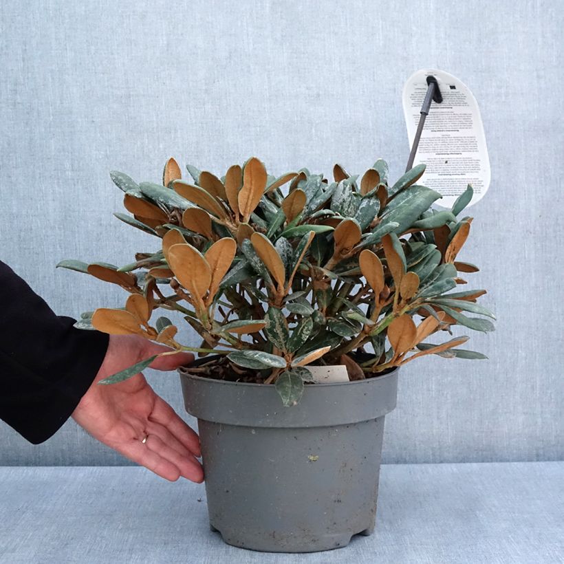 Spécimen de Rhododendron yakushimanum Debbie Dane - Rhododendron nain Pot de 4L/5L tel que livré au printemps