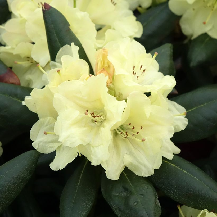 Rhododendron yakushimanum Easydendron Bohlken's Laura (Floraison)