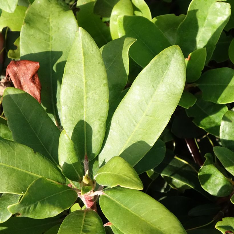 Rhododendron yakushimanum Easydendron INKARHO Bohlken's Roter Stern  (Feuillage)