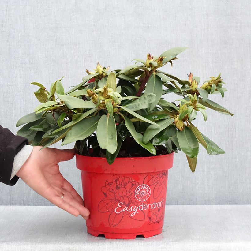 Spécimen de Rhododendron yakushimanum Easydendron INKARHO Bohlken's Roter Stern  Pot de 4L/5L tel que livré au printemps