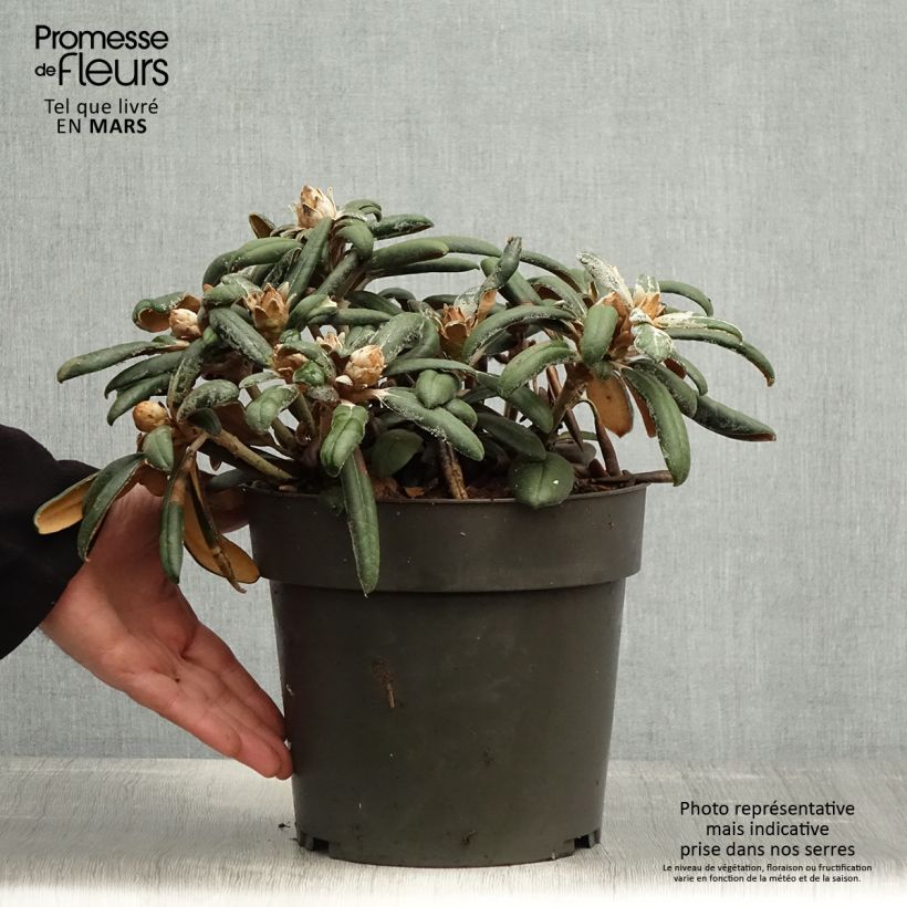 Spécimen de Rhododendron yakushimanum Koichiro Wada - Rhododendron nain Pot de 4L/5L tel que livré au printemps