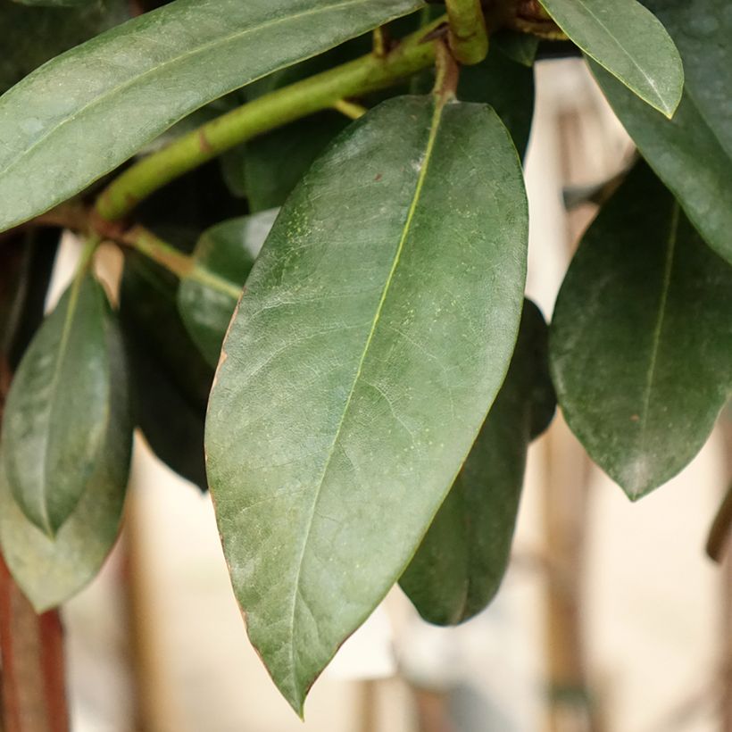 Rhododendron yakushimanum Morgenrot - Rhododendron nain (Feuillage)