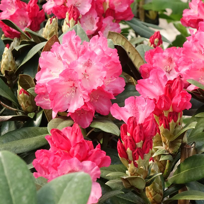 Rhododendron yakushimanum Morgenrot - Rhododendron nain (Floraison)