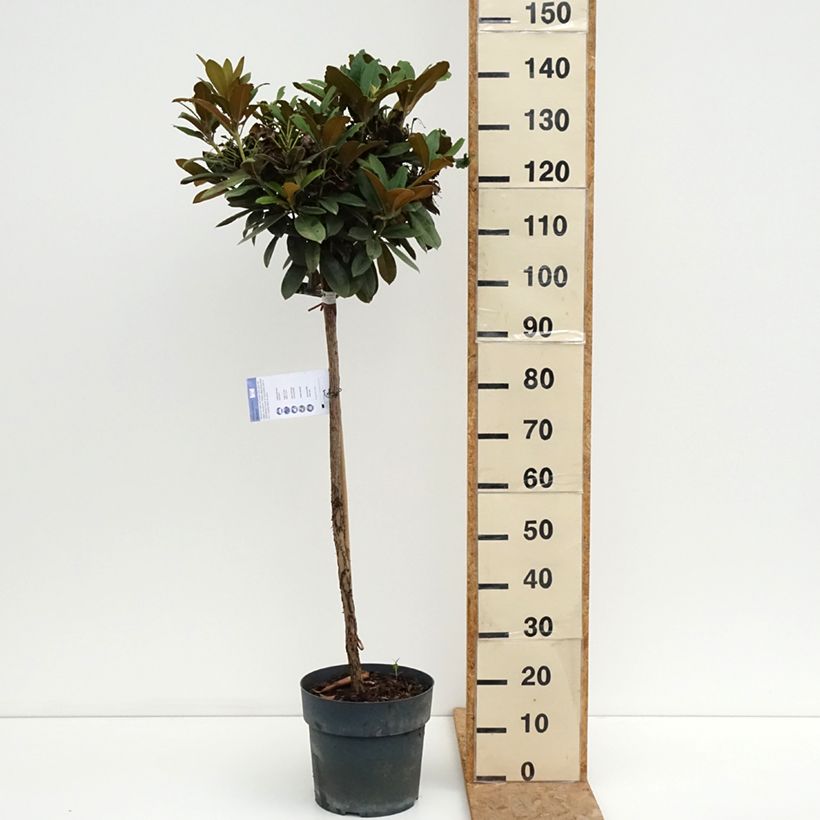 Spécimen de Rhododendron yakushimanum Morgenrot - Rhododendron nain Pot de 7,5L/10L, Tige, Tige de 80 cm tel que livré en été