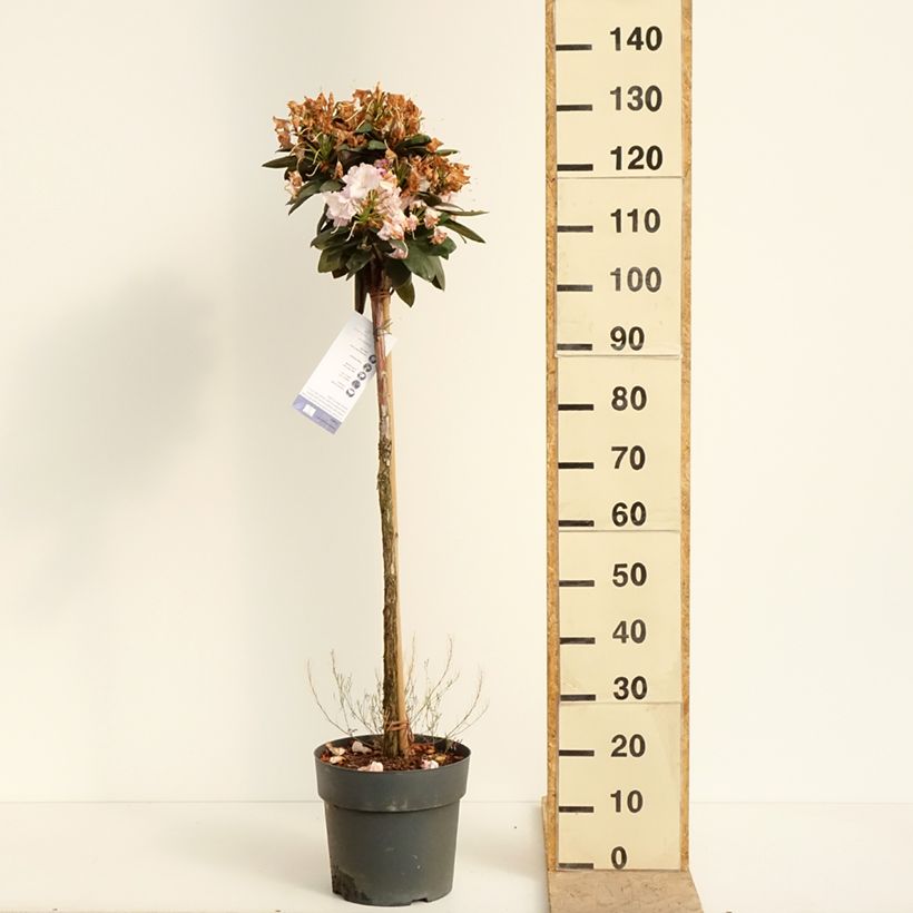 Spécimen de Rhododendron yakushimanum Polaris - Rhododendron nain Pot de 7,5L/10L, Tige, Tige de 80 cm tel que livré au printemps