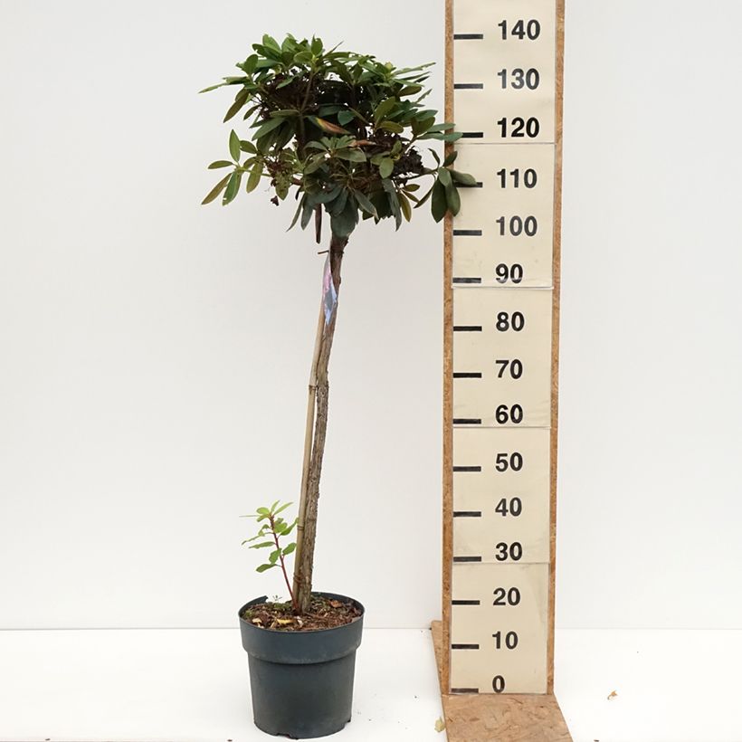 Spécimen de Rhododendron yakushimanum Polaris - Rhododendron nain Pot de 7,5L/10L, Tige, Tige de 80 cm tel que livré en automne