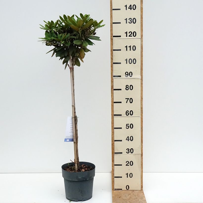 Spécimen de Rhododendron yakushimanum Polaris - Rhododendron nain Pot de 7,5L/10L, Tige, Tige de 80 cm tel que livré en été