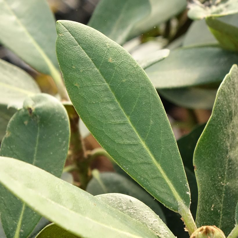 Rhododendron yakushimanum Silberwolke - Rhododendron nain (Feuillage)