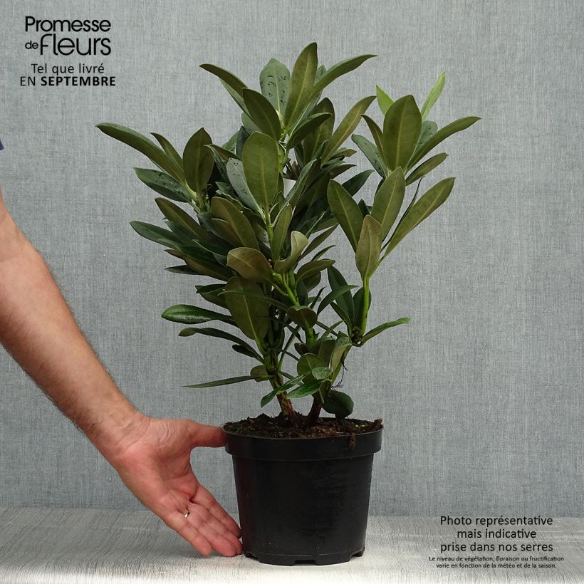 Spécimen de Rhododendron yakushimanum Sneezy Pot de 2L/3L tel que livré en automne