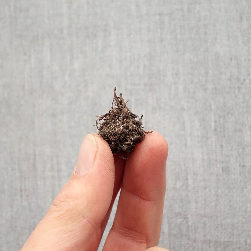 Spécimen de Rhodohypoxis Red King Bulbe calibre I tel que livré au printemps