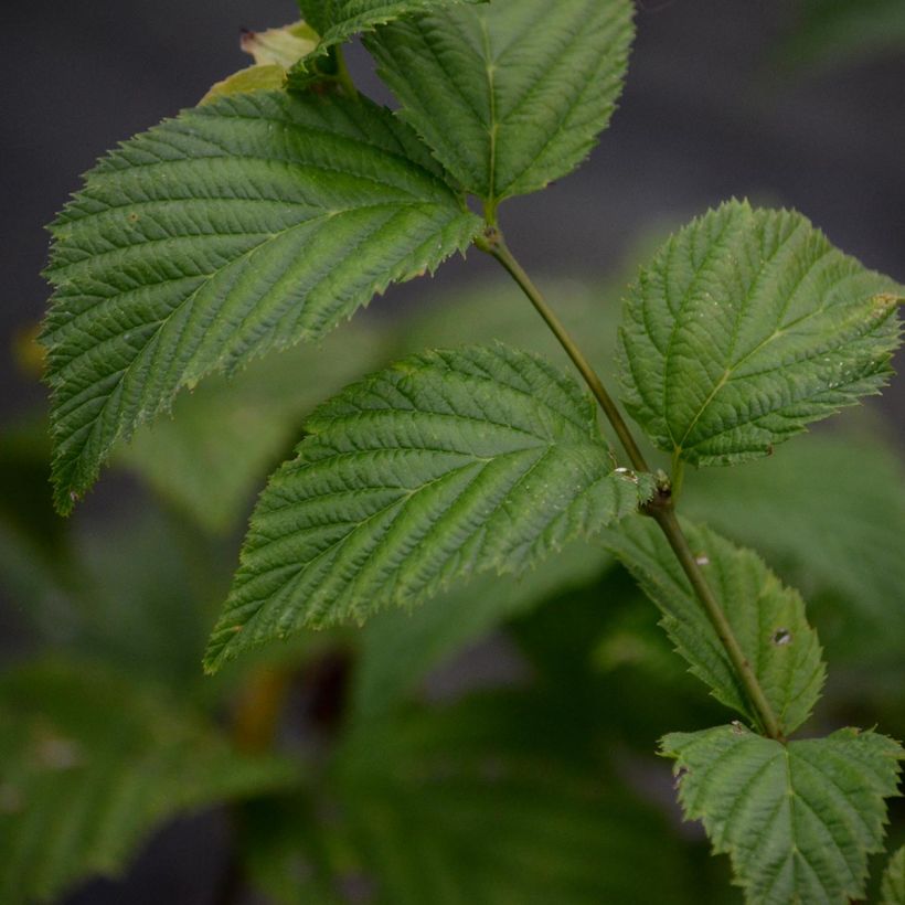 Rhodotypos scandens - Faux corète (Feuillage)