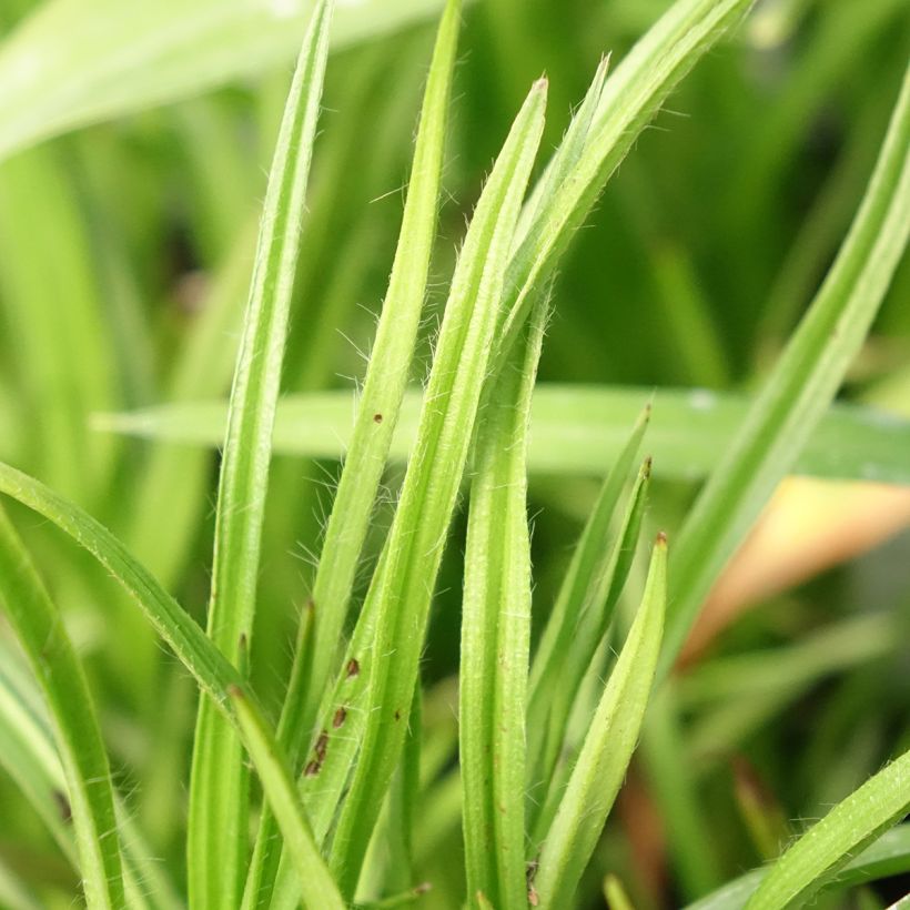 Rhodoxis Summer Stars Peppermint (Feuillage)
