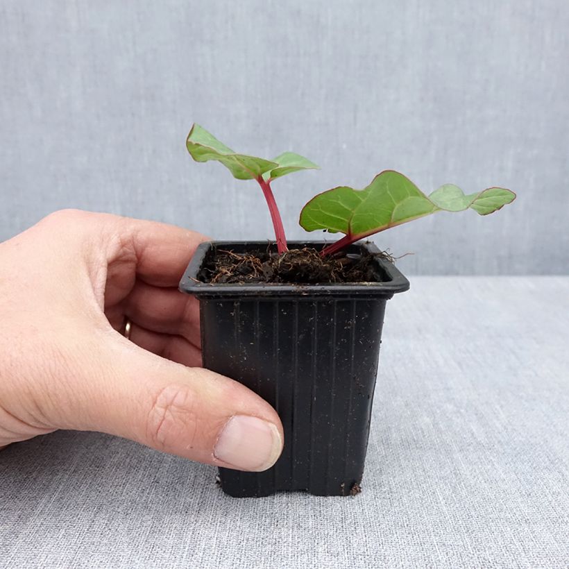 Example of Rhubarbe des jardins Victoria - Rheum rhabarbarum Godet de 8/9 cm as you get in printemps