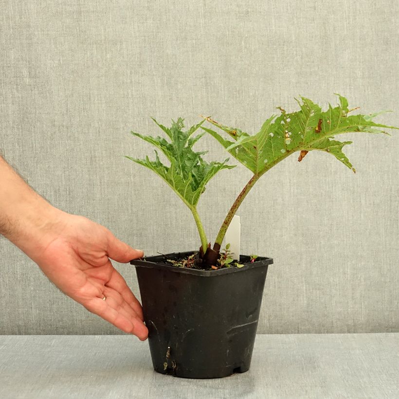 Spécimen de Rhubarbe palmée - Rheum palmatum var. tanguticum Pot de 2L/3L tel que livré en été