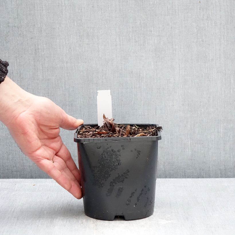 Spécimen de Rhubarbe palmée - Rheum palmatum var. tanguticum Pot de 2L/3L tel que livré en hiver