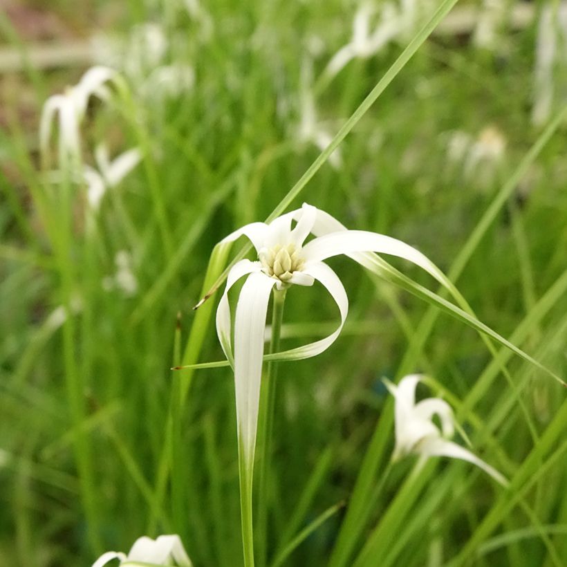 Rhynchospora colorata - Danseuse Etoile  (Floraison)