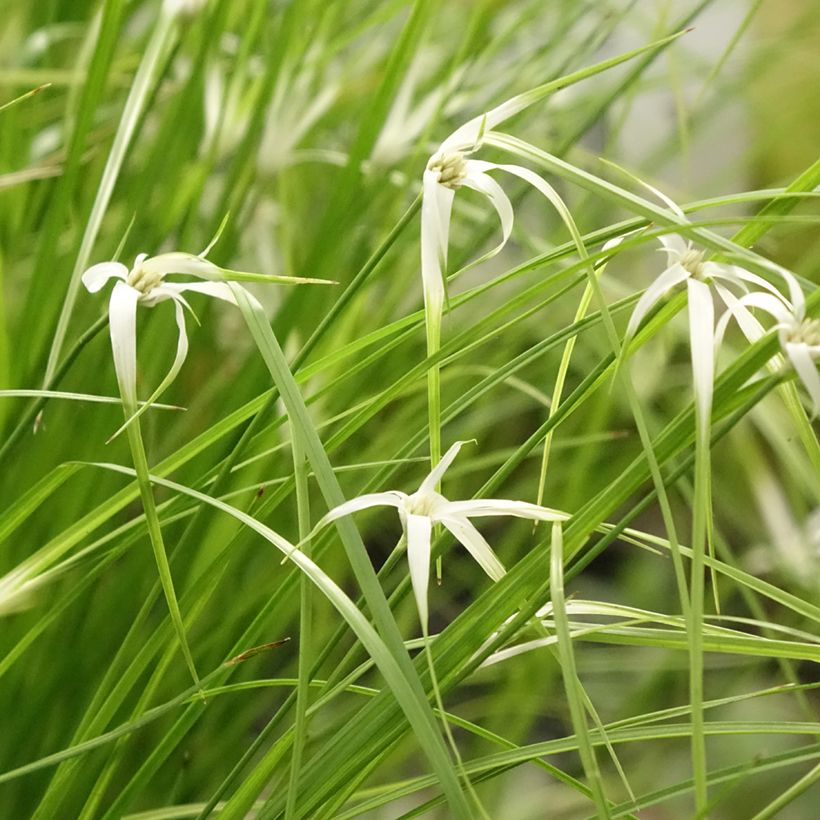 Rhynchospora colorata - Danseuse Etoile  (Port)