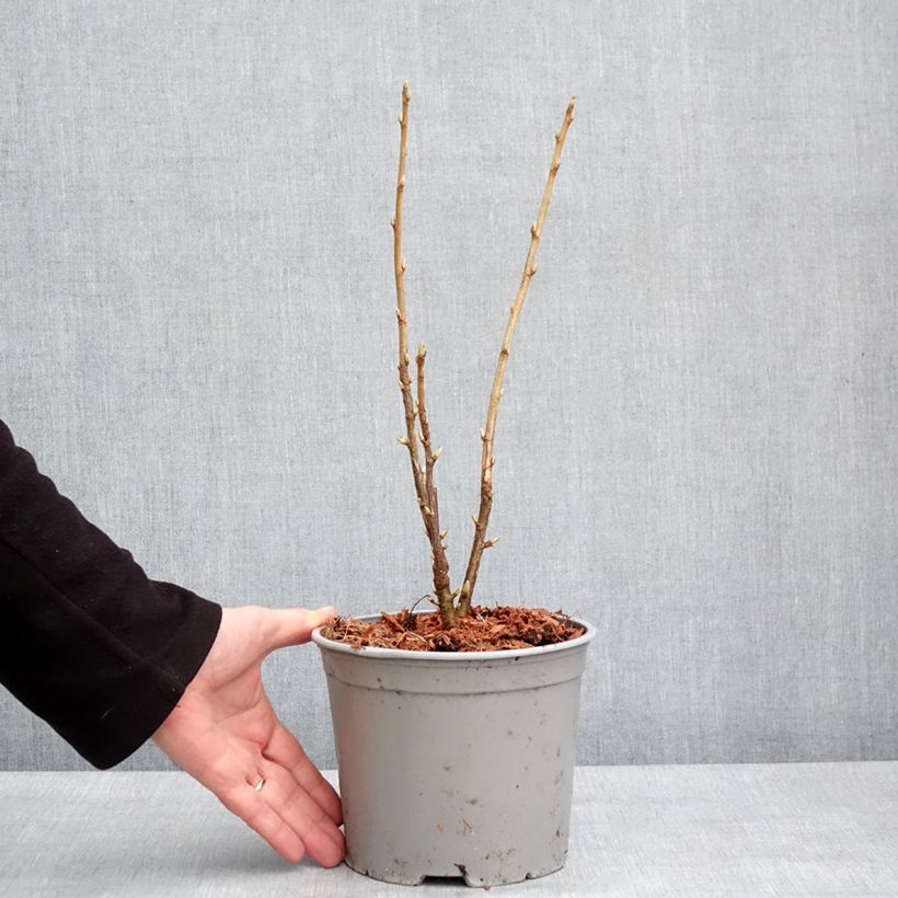 Spécimen de Ribes americanum Variegatum - Groseillier d'Amérique panaché Pot de 3L/4L tel que livré en hiver